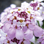 Iberis Pink Ice